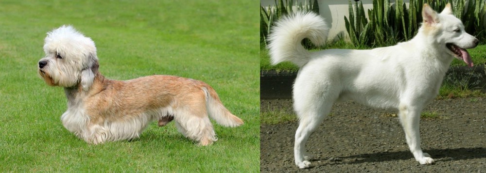 Kintamani vs Dandie Dinmont Terrier - Breed Comparison