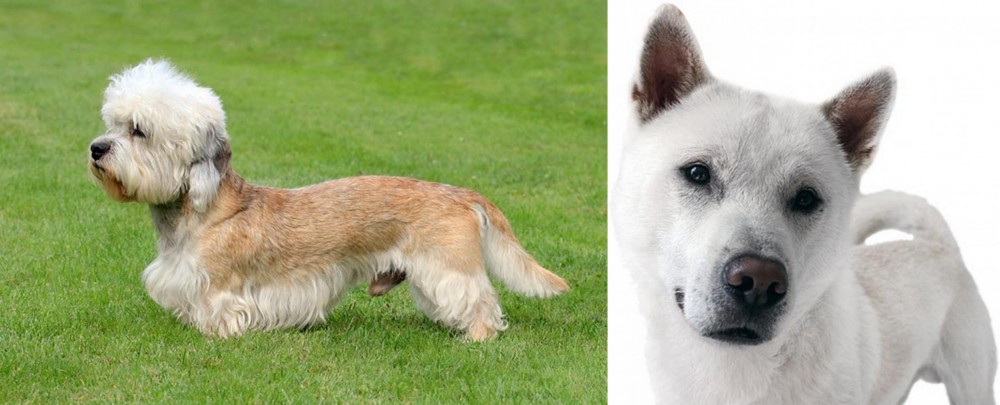 Kishu vs Dandie Dinmont Terrier - Breed Comparison