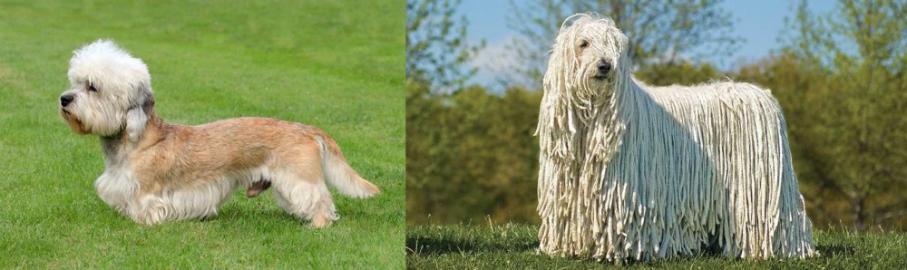 Komondor vs Dandie Dinmont Terrier - Breed Comparison
