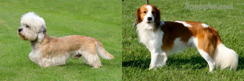Kooikerhondje vs Dandie Dinmont Terrier - Breed Comparison
