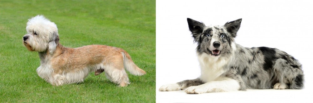 Koolie vs Dandie Dinmont Terrier - Breed Comparison