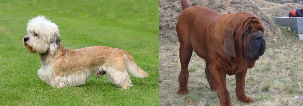Korean Mastiff vs Dandie Dinmont Terrier - Breed Comparison