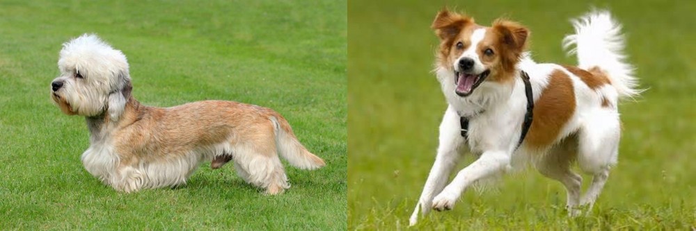 Kromfohrlander vs Dandie Dinmont Terrier - Breed Comparison