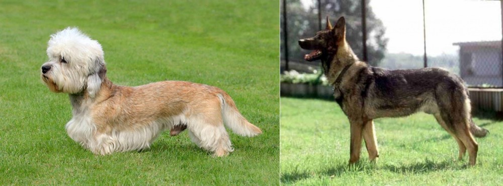 Kunming Dog vs Dandie Dinmont Terrier - Breed Comparison