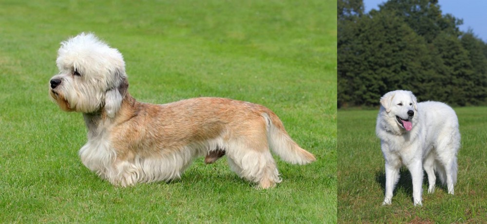 Kuvasz vs Dandie Dinmont Terrier - Breed Comparison