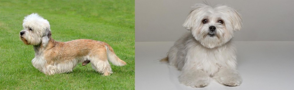Kyi-Leo vs Dandie Dinmont Terrier - Breed Comparison