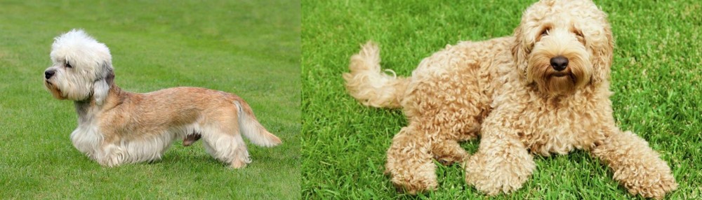 Labradoodle vs Dandie Dinmont Terrier - Breed Comparison