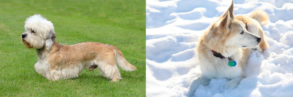 Labrador Husky vs Dandie Dinmont Terrier - Breed Comparison