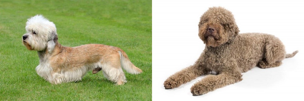 Lagotto Romagnolo vs Dandie Dinmont Terrier - Breed Comparison