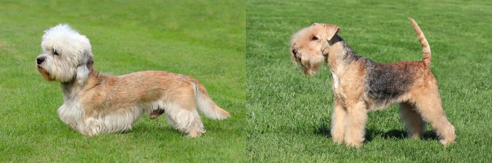 Lakeland Terrier vs Dandie Dinmont Terrier - Breed Comparison
