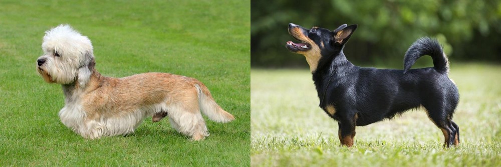 Lancashire Heeler vs Dandie Dinmont Terrier - Breed Comparison