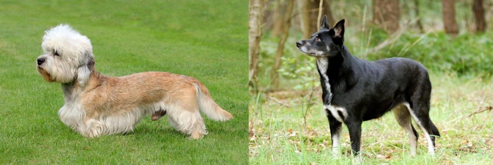 Lapponian Herder vs Dandie Dinmont Terrier - Breed Comparison