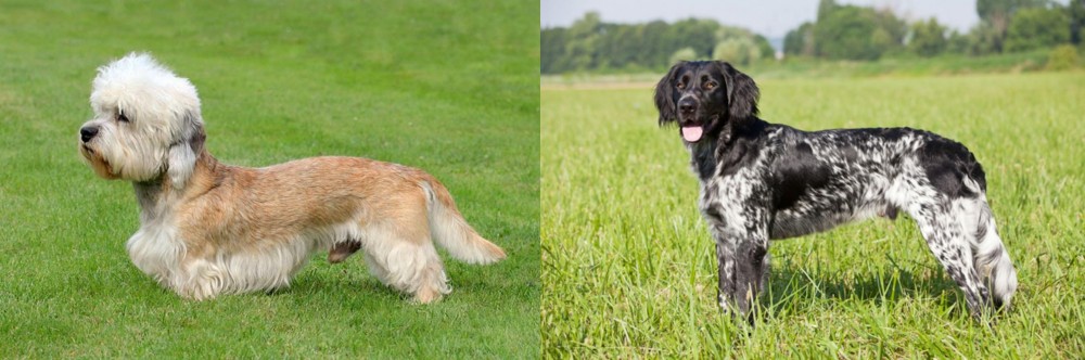 Large Munsterlander vs Dandie Dinmont Terrier - Breed Comparison