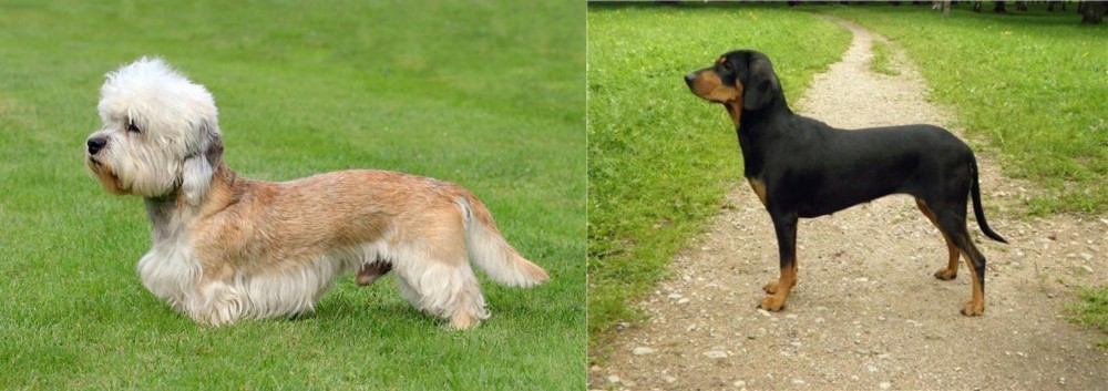 Latvian Hound vs Dandie Dinmont Terrier - Breed Comparison