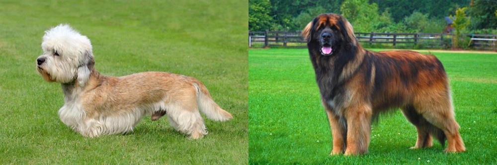 Leonberger vs Dandie Dinmont Terrier - Breed Comparison