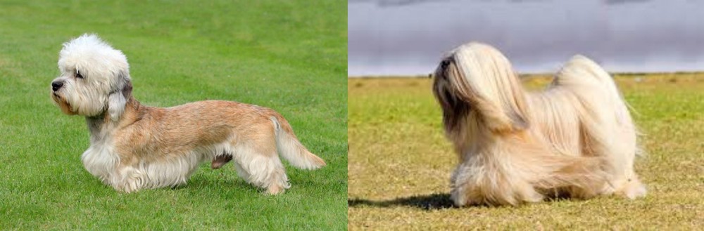 Lhasa Apso vs Dandie Dinmont Terrier - Breed Comparison