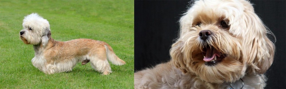 Lhasapoo vs Dandie Dinmont Terrier - Breed Comparison