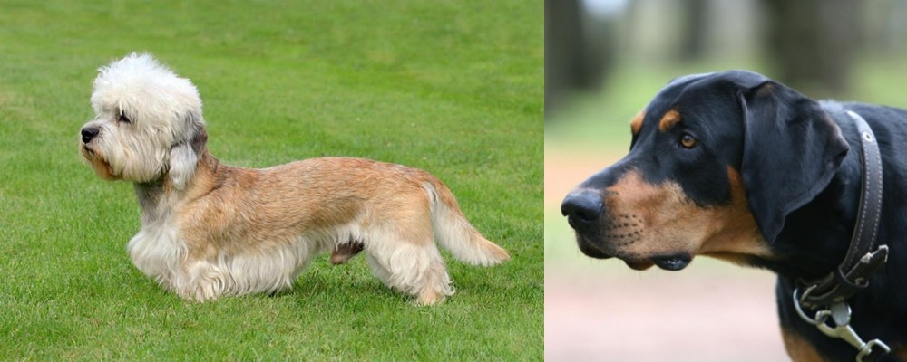 Lithuanian Hound vs Dandie Dinmont Terrier - Breed Comparison