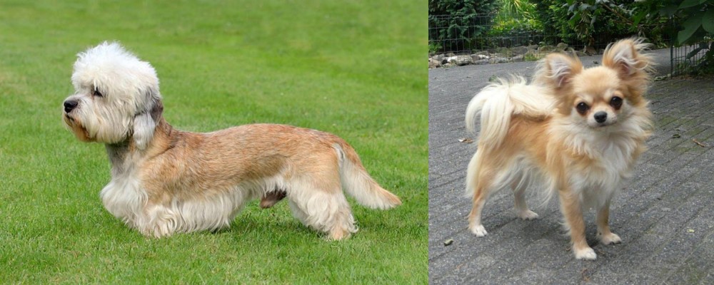 Long Haired Chihuahua vs Dandie Dinmont Terrier - Breed Comparison