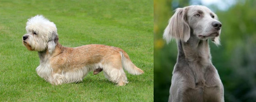 Longhaired Weimaraner vs Dandie Dinmont Terrier - Breed Comparison