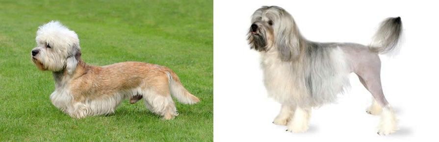 Lowchen vs Dandie Dinmont Terrier - Breed Comparison