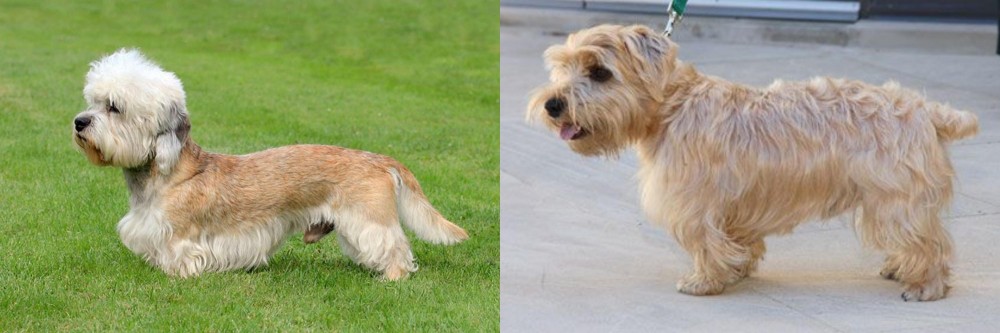 Lucas Terrier vs Dandie Dinmont Terrier - Breed Comparison