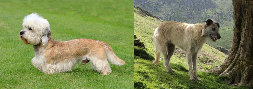 Lurcher vs Dandie Dinmont Terrier - Breed Comparison