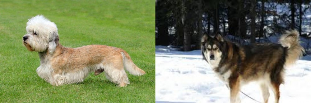 Mackenzie River Husky vs Dandie Dinmont Terrier - Breed Comparison