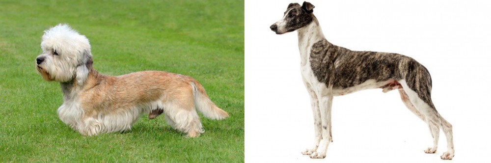 Magyar Agar vs Dandie Dinmont Terrier - Breed Comparison