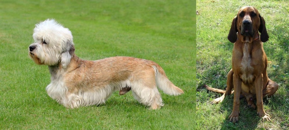 Majestic Tree Hound vs Dandie Dinmont Terrier - Breed Comparison
