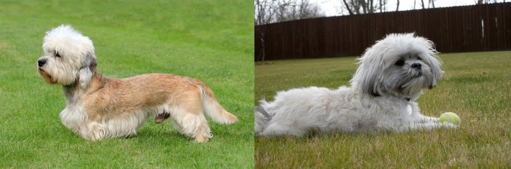 Mal-Shi vs Dandie Dinmont Terrier - Breed Comparison