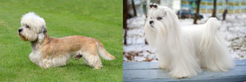 Maltese vs Dandie Dinmont Terrier - Breed Comparison
