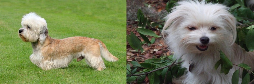 Malti-Pom vs Dandie Dinmont Terrier - Breed Comparison