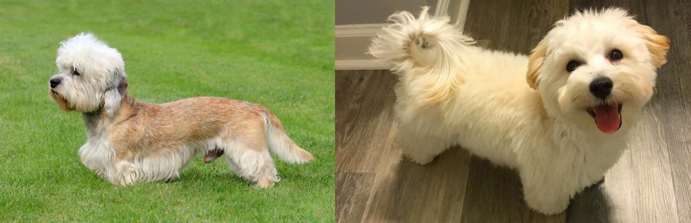 Maltipoo vs Dandie Dinmont Terrier - Breed Comparison