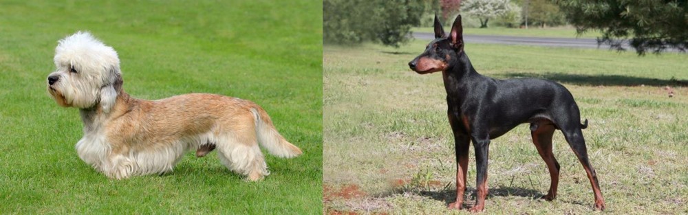 Manchester Terrier vs Dandie Dinmont Terrier - Breed Comparison