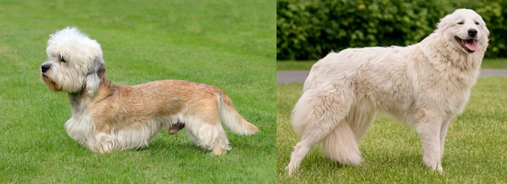 Maremma Sheepdog vs Dandie Dinmont Terrier - Breed Comparison