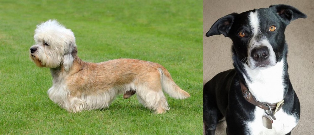 McNab vs Dandie Dinmont Terrier - Breed Comparison