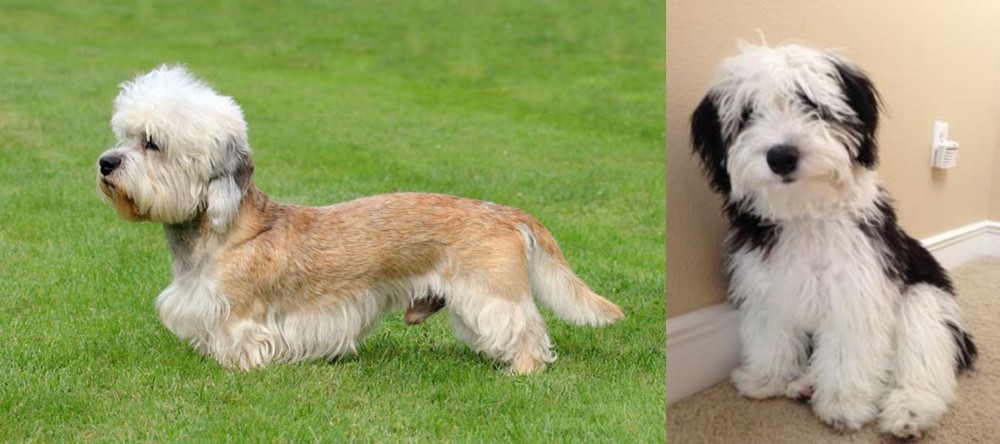 Mini Sheepadoodles vs Dandie Dinmont Terrier - Breed Comparison