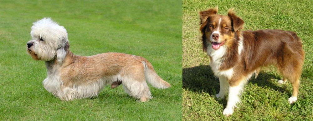 Miniature Australian Shepherd vs Dandie Dinmont Terrier - Breed Comparison