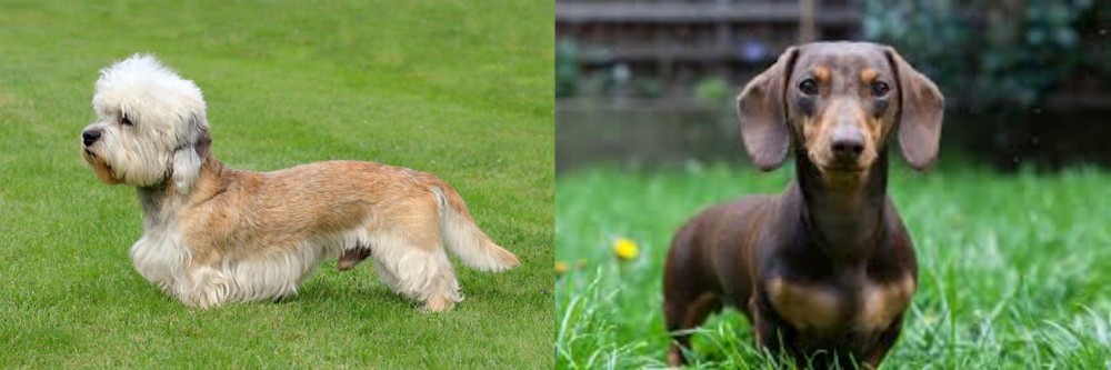 Miniature Dachshund vs Dandie Dinmont Terrier - Breed Comparison