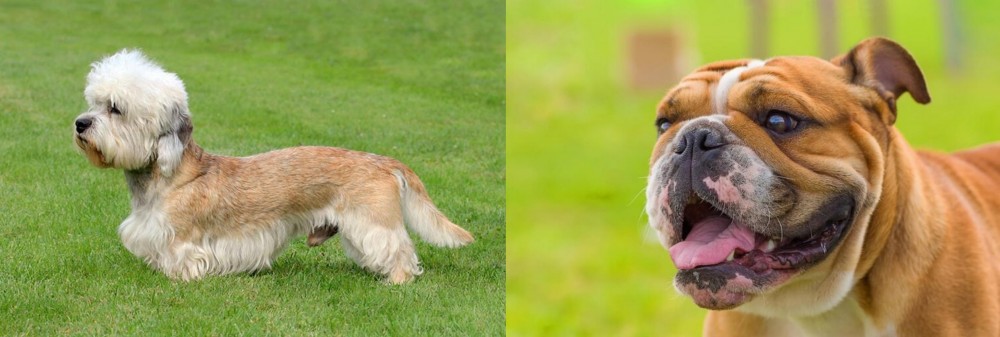 Miniature English Bulldog vs Dandie Dinmont Terrier - Breed Comparison
