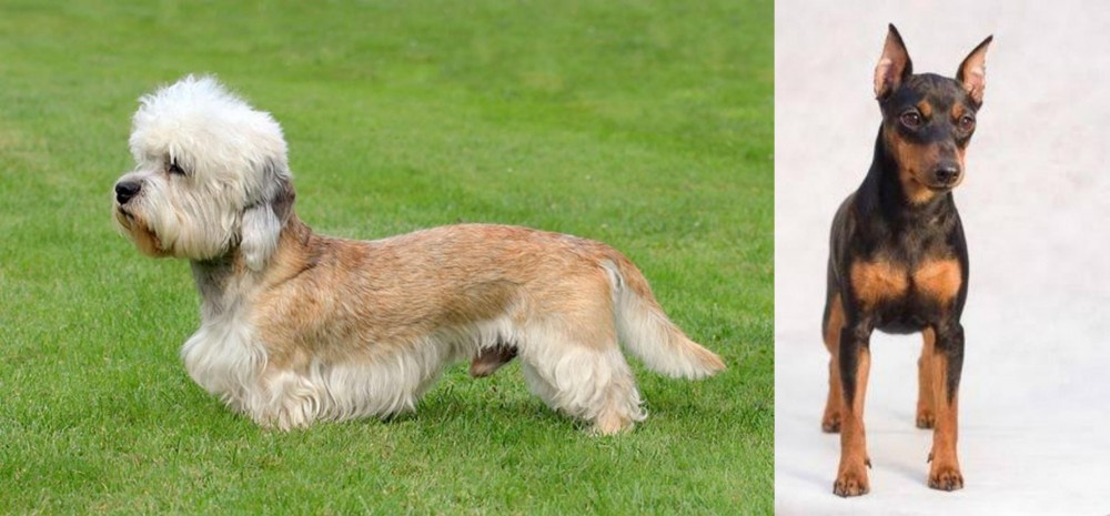 Miniature Pinscher vs Dandie Dinmont Terrier - Breed Comparison