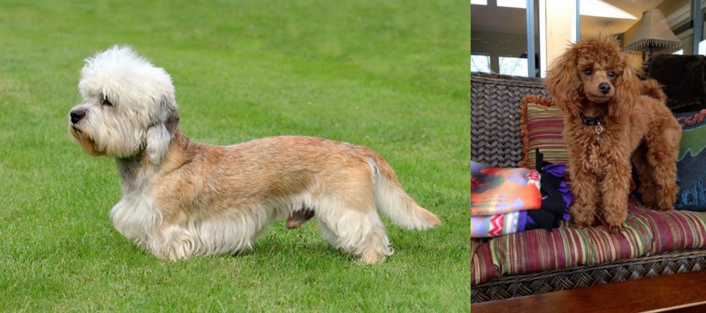 Miniature Poodle vs Dandie Dinmont Terrier - Breed Comparison