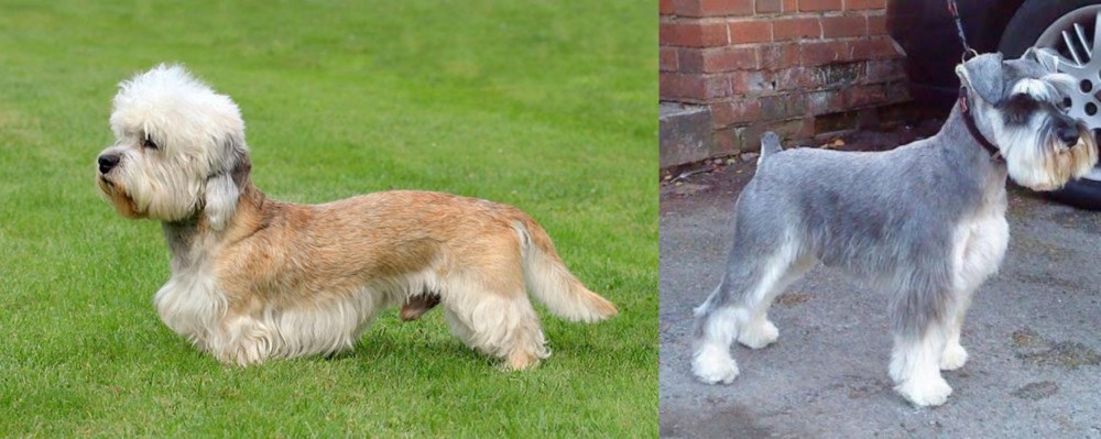 Miniature Schnauzer vs Dandie Dinmont Terrier - Breed Comparison