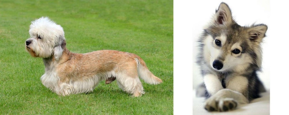 Miniature Siberian Husky vs Dandie Dinmont Terrier - Breed Comparison