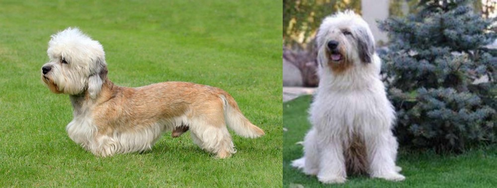 Mioritic Sheepdog vs Dandie Dinmont Terrier - Breed Comparison