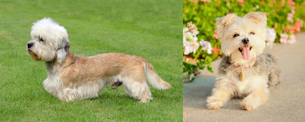 Morkie vs Dandie Dinmont Terrier - Breed Comparison