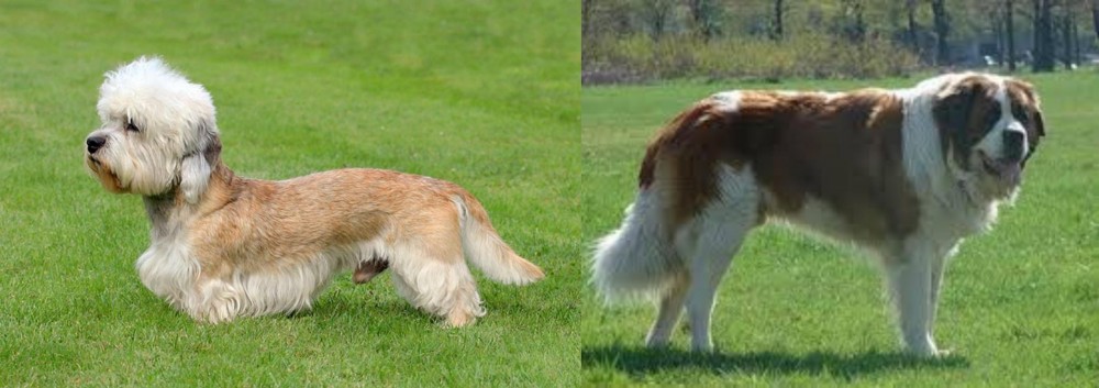 Moscow Watchdog vs Dandie Dinmont Terrier - Breed Comparison
