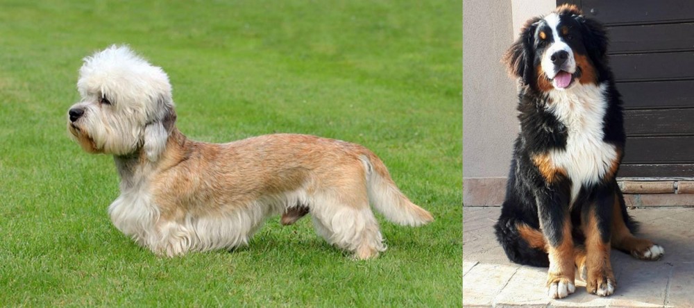 Mountain Burmese vs Dandie Dinmont Terrier - Breed Comparison