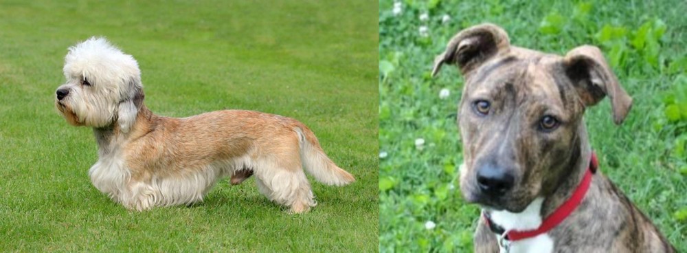 Mountain Cur vs Dandie Dinmont Terrier - Breed Comparison